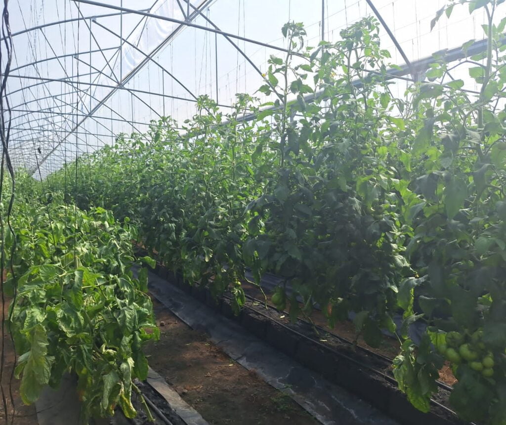 Tomatera