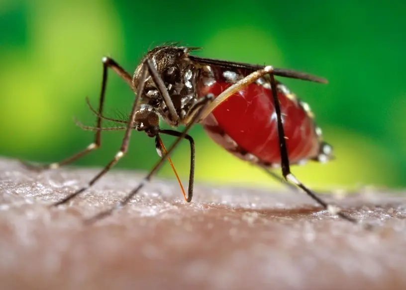 Dengue