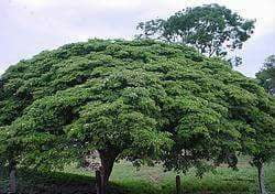 Guayacan