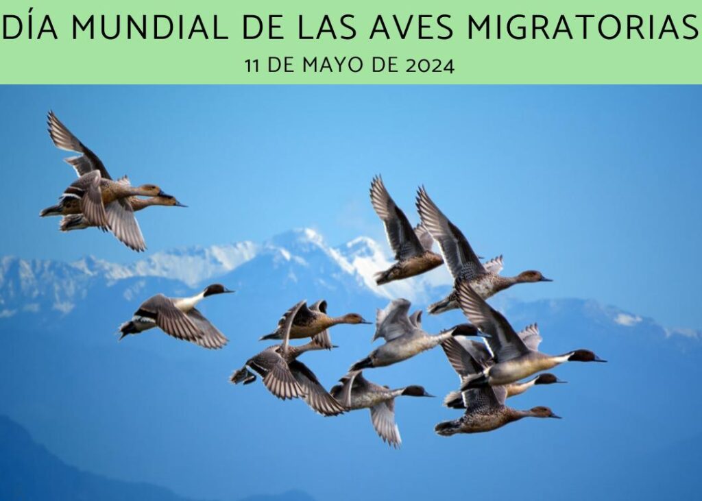 dia_mundial_de_las_aves_migratorias 24