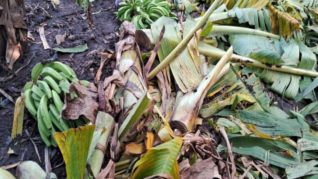 Platanera destruida