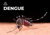 dengue mosquitos