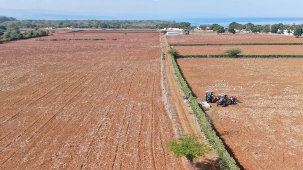 agricultura puerto plata