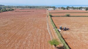 agricultura puerto plata