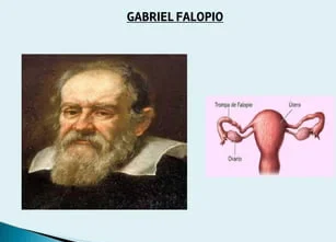 falopio