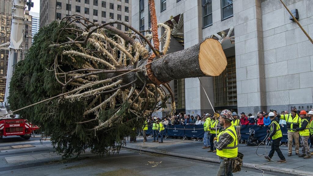 00000000000000 Próximos días llegará a NYC desde MA árbol de Navidad al Rockefeller Center