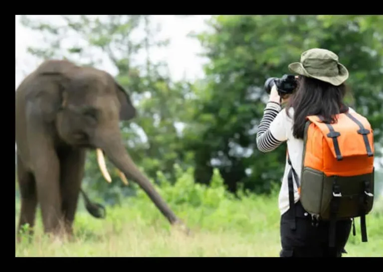 turista elefante