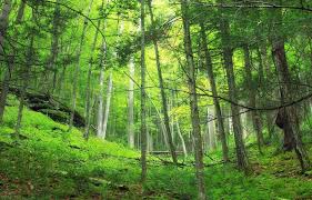 bosques