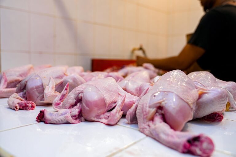 pollo pollo
