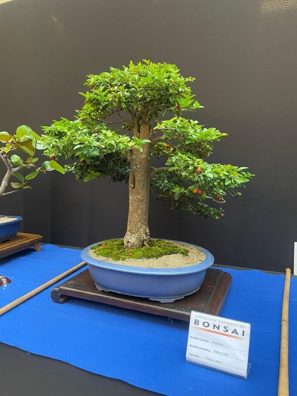 realizaran-cuarta-edicion-exposicion-nacional-de-bonsai-en-agora-mall
