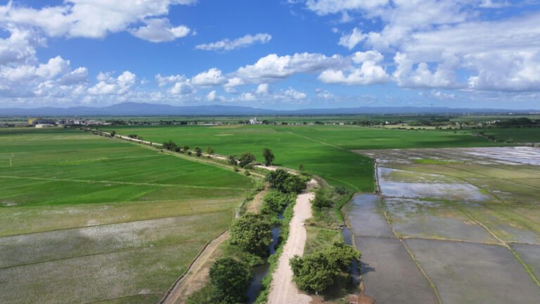 12 kilómetros de caminos parcelarios