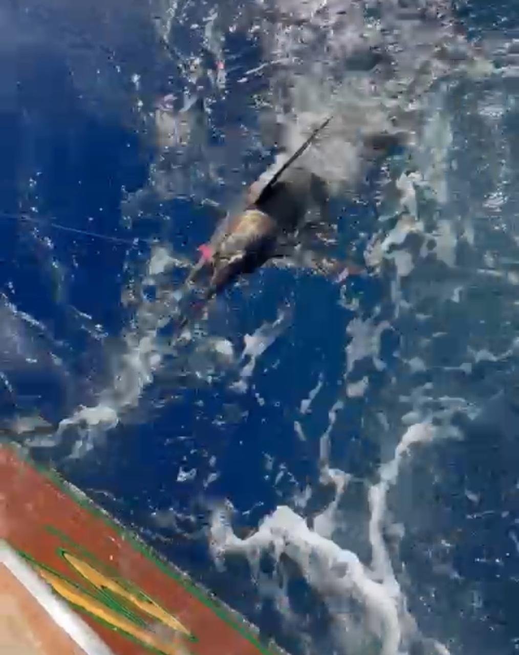 pesca deportiva