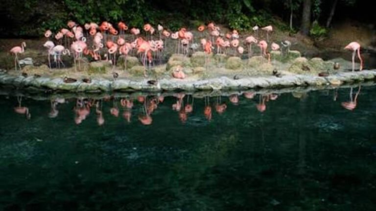 donacion de animales