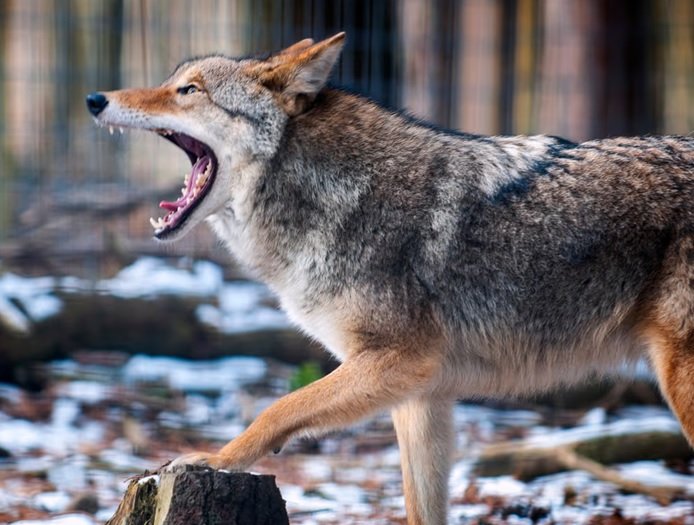 Coyote con rabia ataca a tres personas y seis perros en Westchester