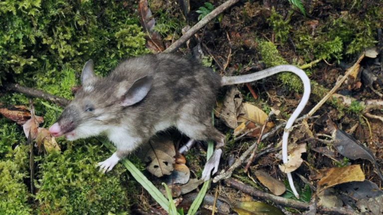 Ratas en taiwan