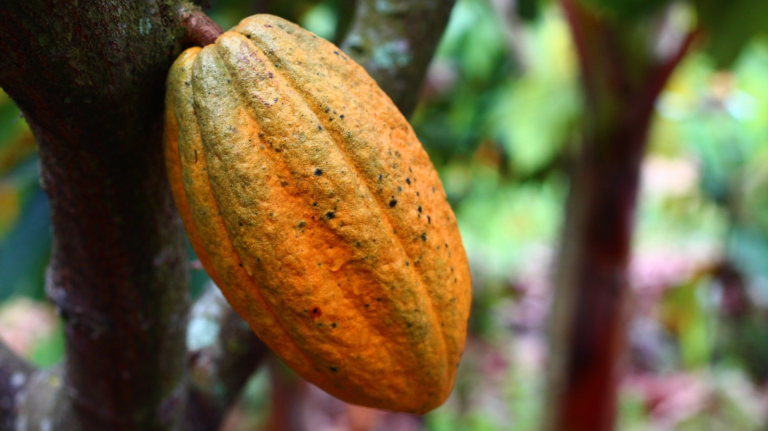 cacao